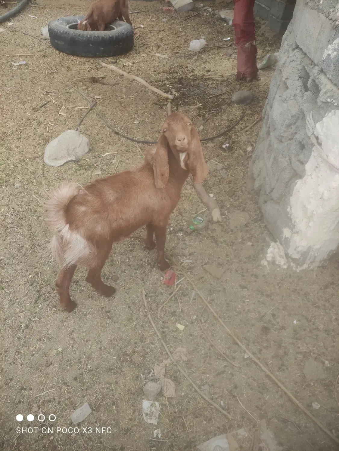 چپشت|حیوانات مزرعه|قلعه گنج, |دیوار