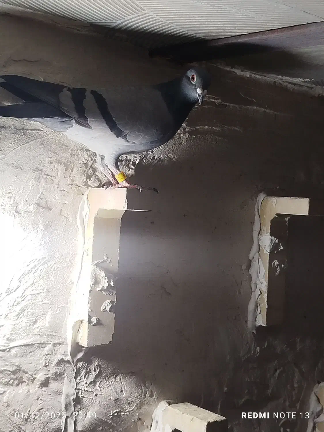 پلاکی و دورگ|پرنده|شوش, |دیوار