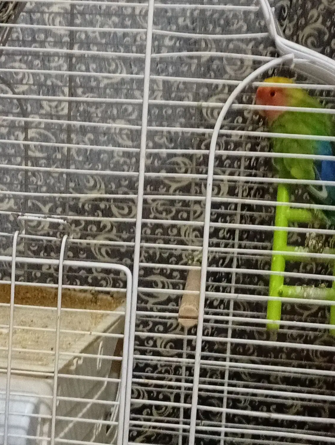 طوطی کوتوله|پرنده|کرمان, |دیوار