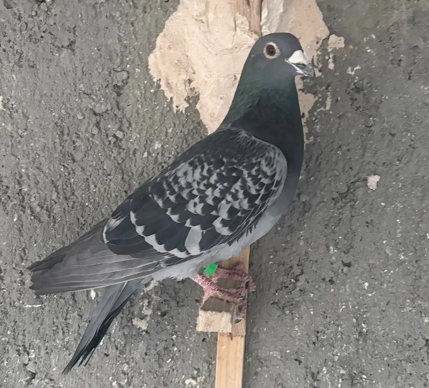 پولکی  ،. قره پولکی ، سبز چینی|پرنده|مشهد, ابوذر|دیوار