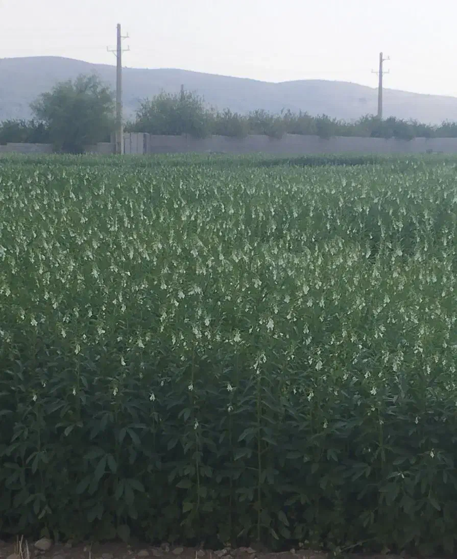 نگهبان باغ|استخدام سرایداری و نظافت|دوگنبدان, |دیوار