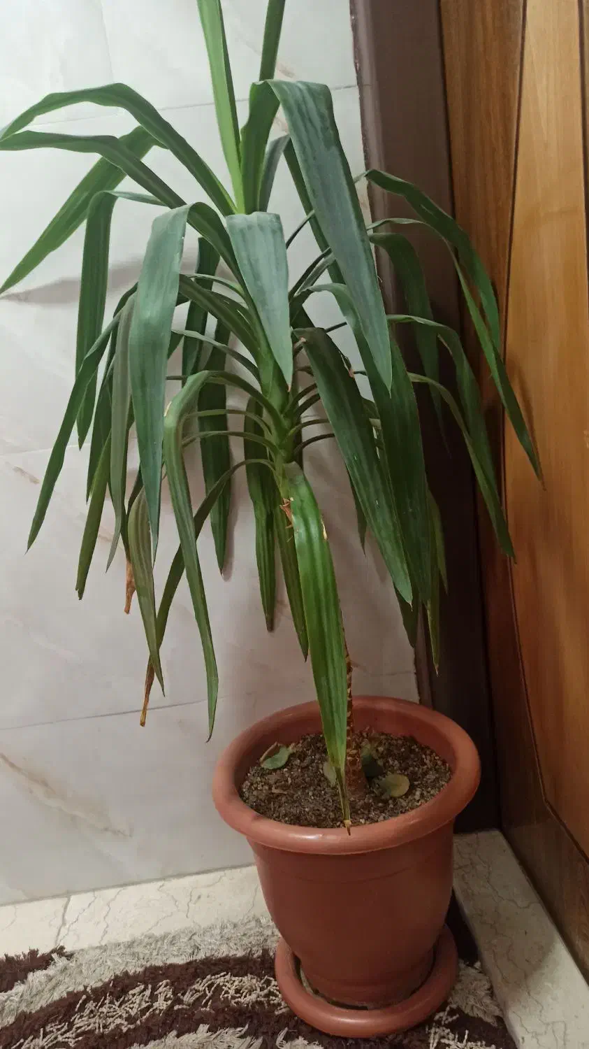 گل یوکا بزرگ و سرزنده همراه گلدان|گل و گیاه طبیعی|اصفهان, سرتاوه|دیوار