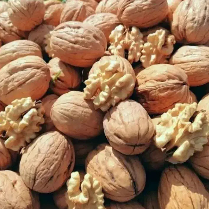 نهال گردوخوشه ای صادراتی|خدمات باغبانی و درختکاری|زنجان, |دیوار