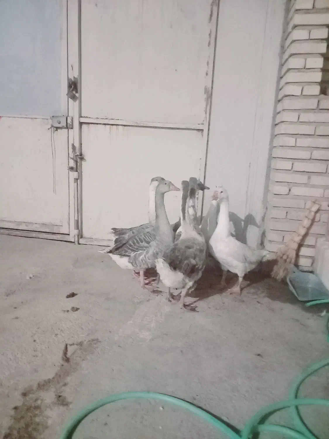 فروش غاز|حیوانات مزرعه|گرگان, |دیوار