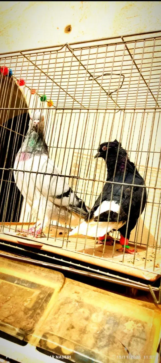 ۵تا دم سفید عتیقه کمر بالا پاک پاک بشرط همه چی|پرنده|اصفهان, شمس آباد|دیوار