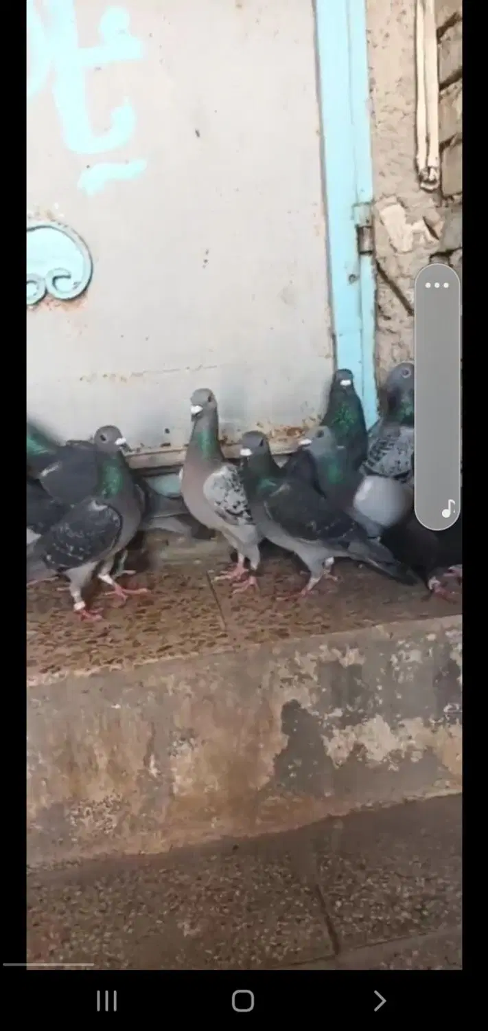 دغاغله|پرنده|اهواز, دغاغله|دیوار