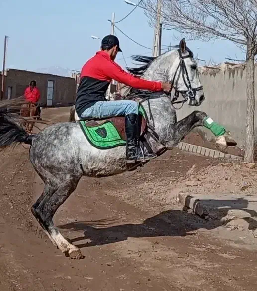 نریان کرد|اسب و تجهیزات اسب‌سواری|سبزوار, نواب صفوی|دیوار