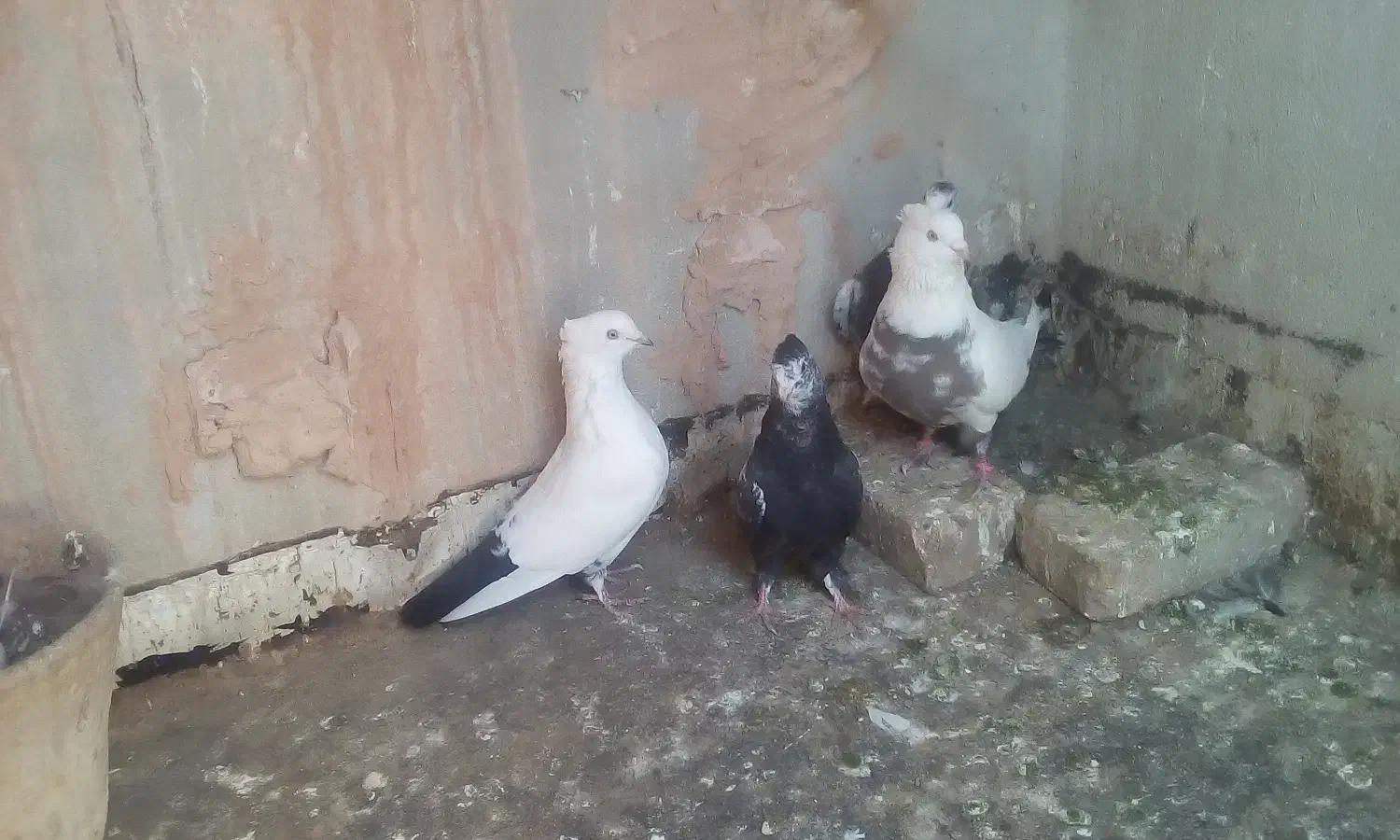 کبوتر اصلی|پرنده|روداب, |دیوار