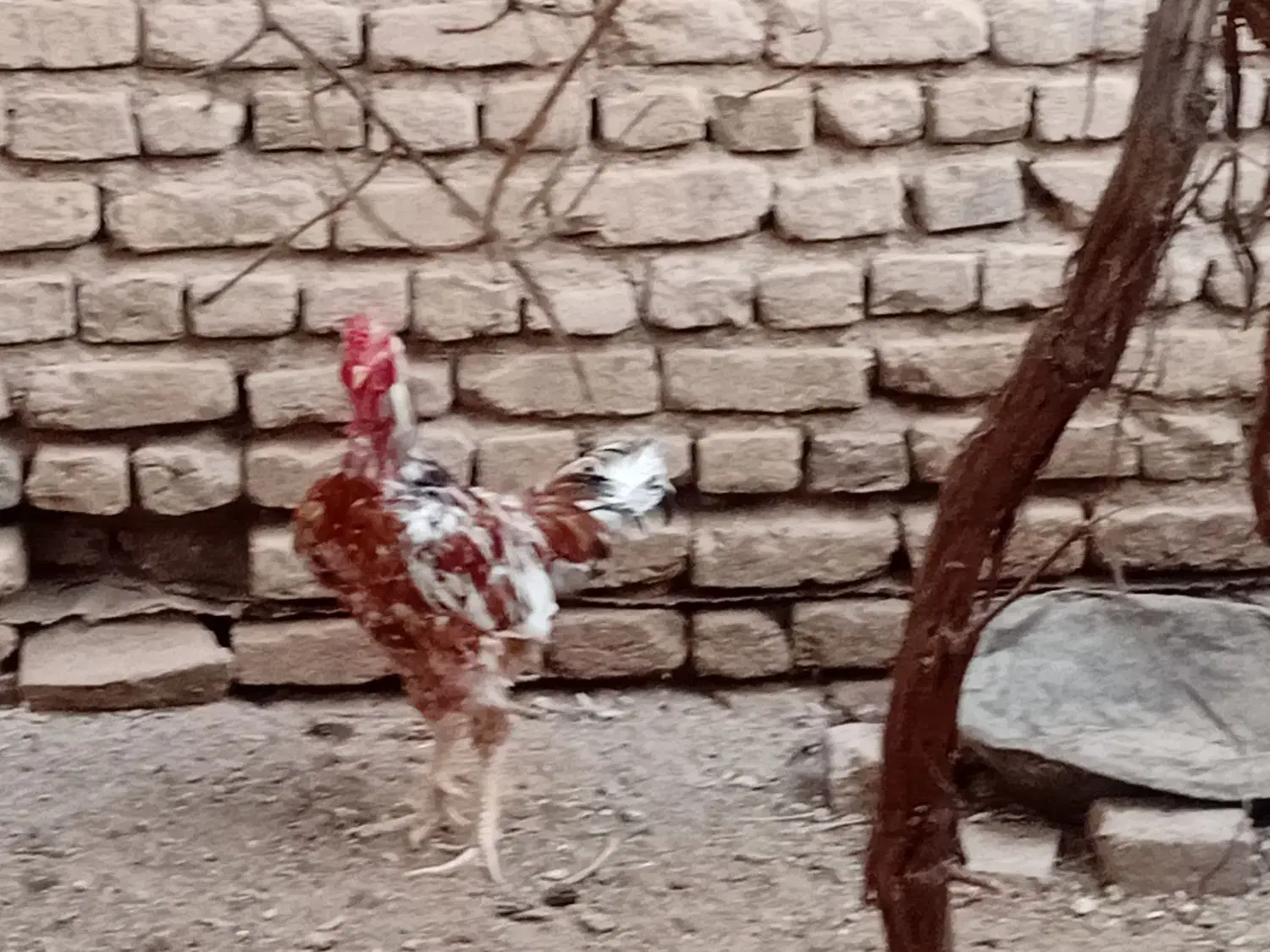 خروس لاری|حیوانات مزرعه|تربتحیدریه, تپه ننه حجی|دیوار