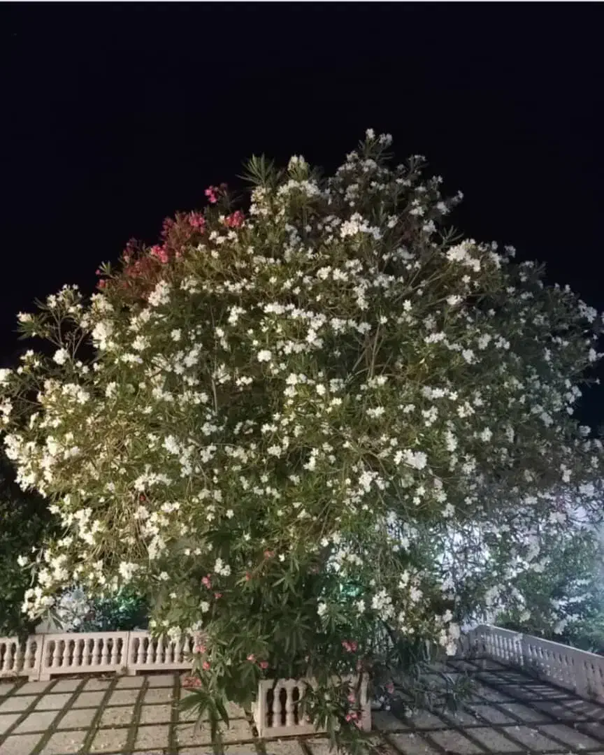 مبله تازه ساخت زیباکنار بحرخیابان اصلی ۴۰۰ متری|فروش خانه و ویلا|خشکبیجار, |دیوار