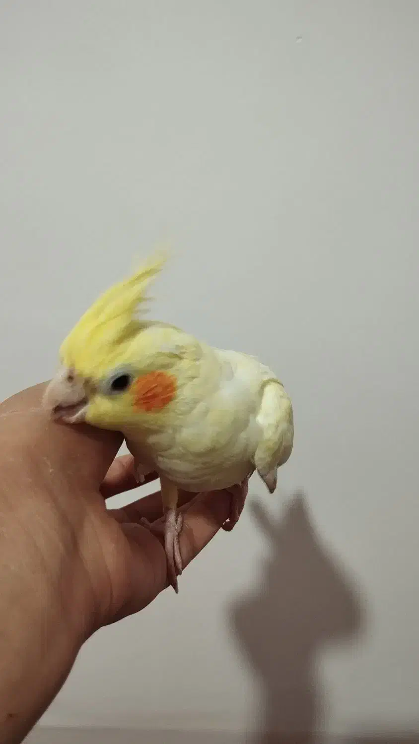 عروس هلندی|پرنده|دورود, |دیوار