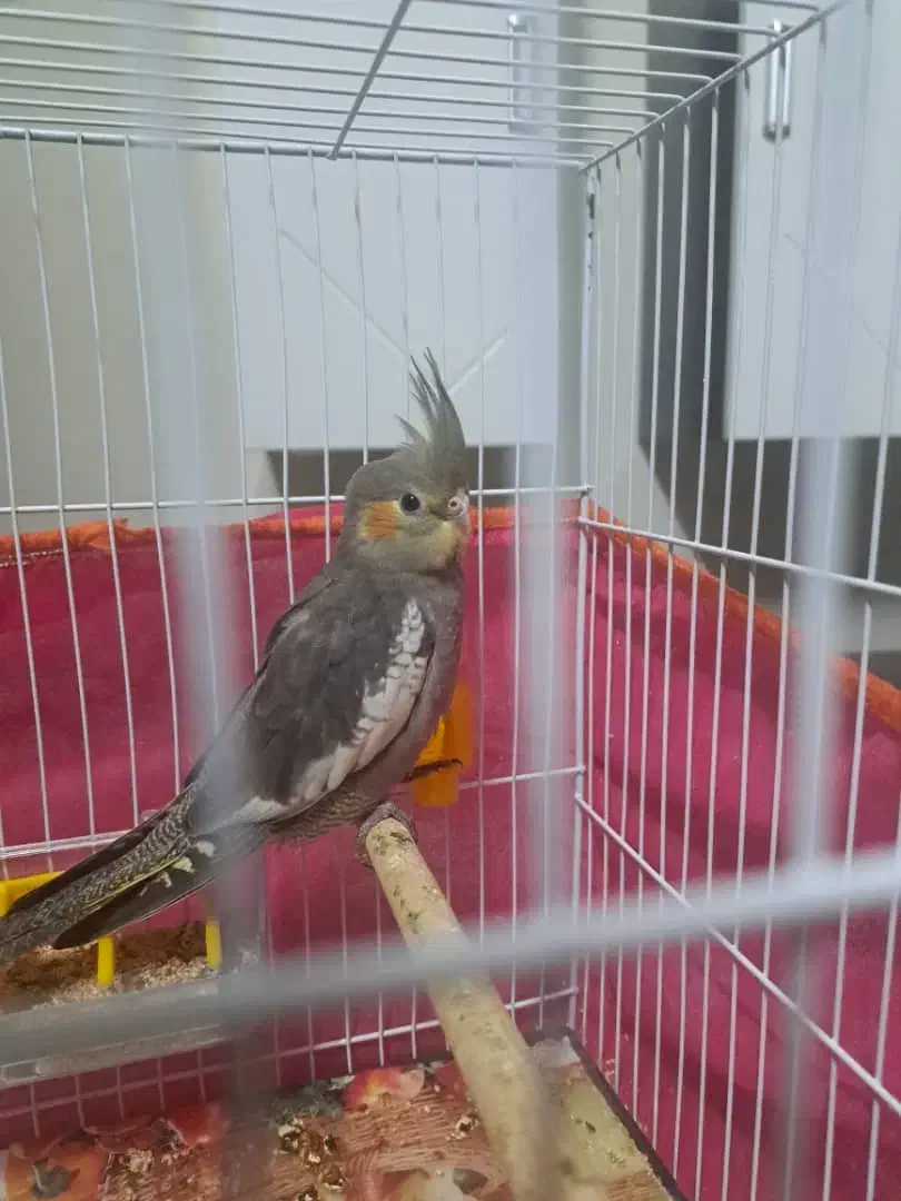 عروس هلندی|پرنده|مشهد, زمانه|دیوار