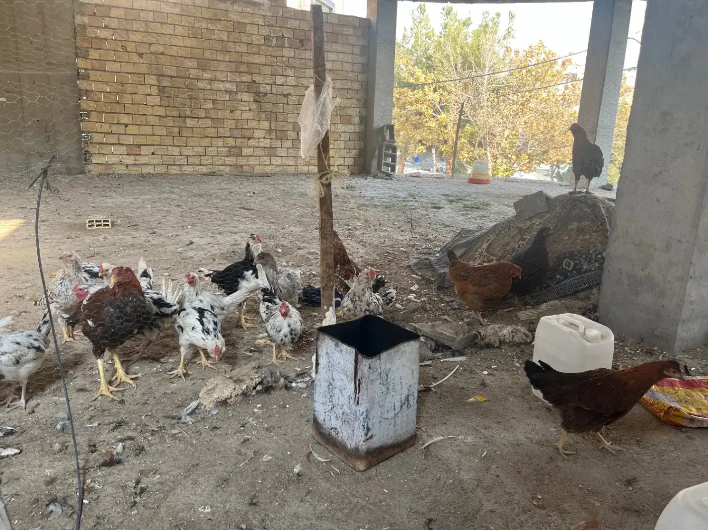 ۲۳عددمرغوخورس گلین فول درجه یک به شرط|حیوانات مزرعه|ابریشم, |دیوار