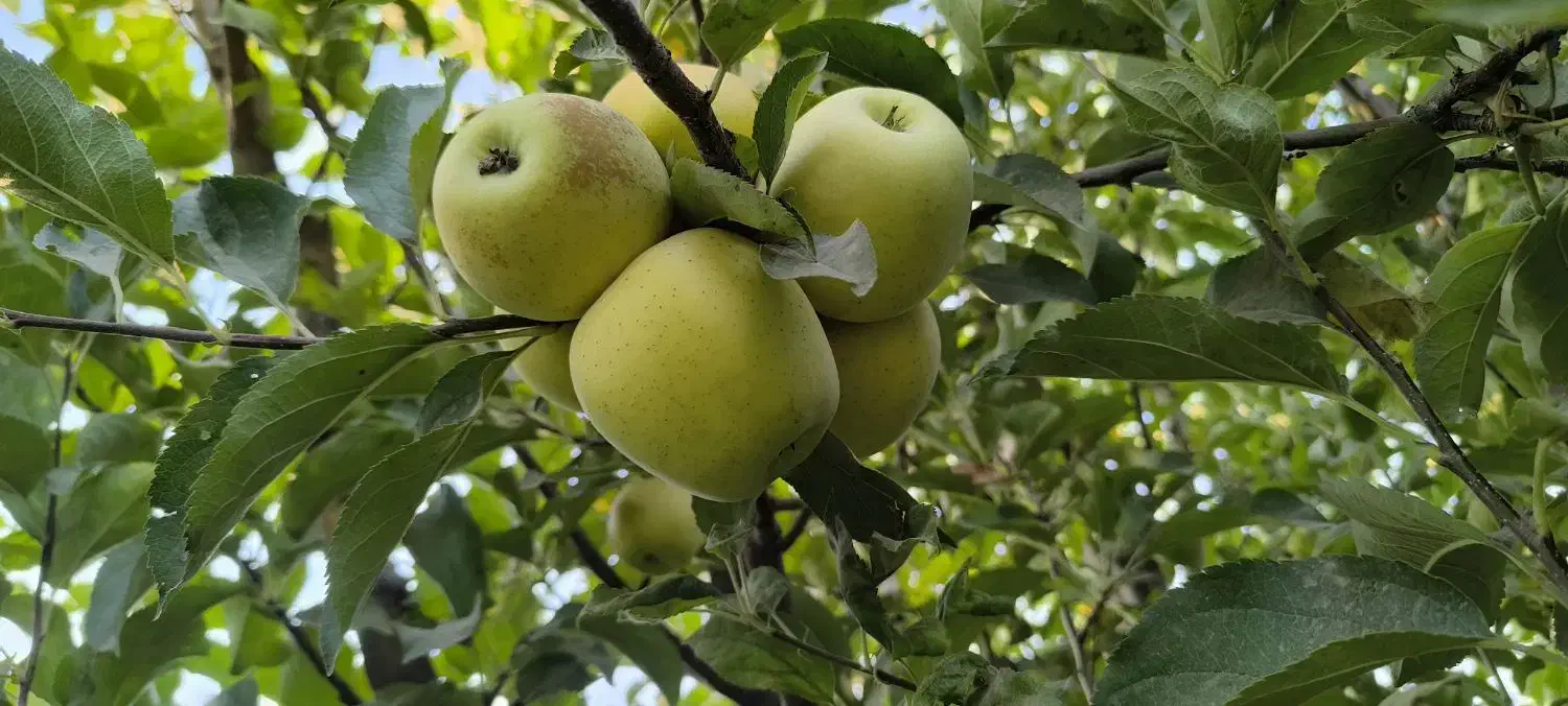 فروش خانه باغ|فروش خانه و ویلا|سیمینه, |دیوار