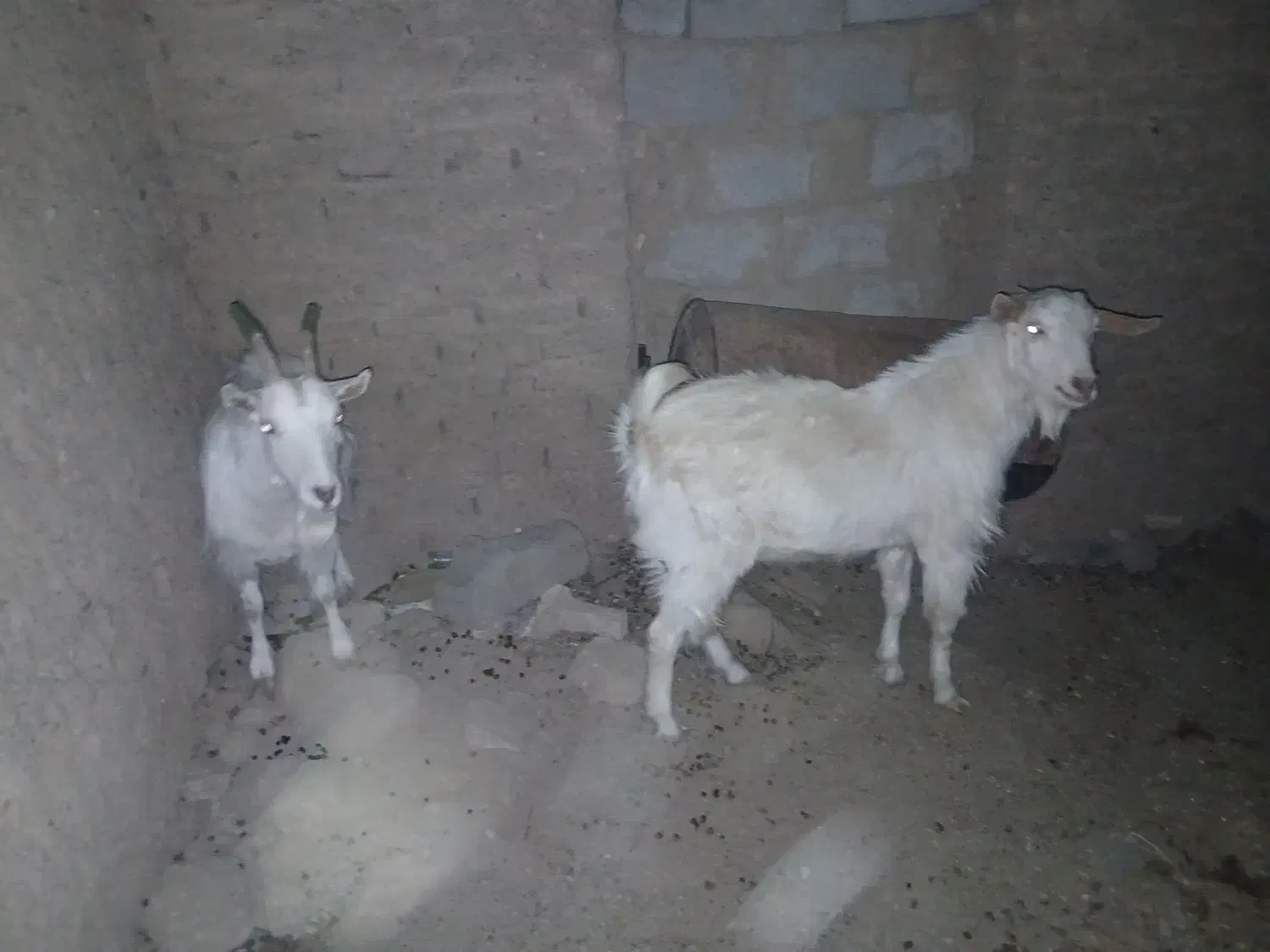 دو بز سانن دوقلو زا ابستن و یه چبش اصل سانن|حیوانات مزرعه|درمیان, |دیوار