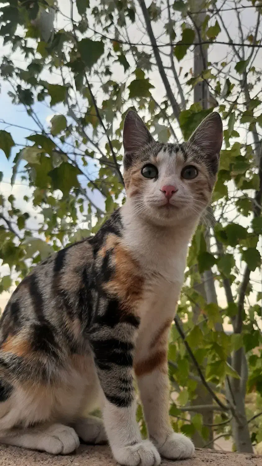 گربه گمشده منطقه شهید صالحی  کدخدایی|گربه|اسفراین, |دیوار