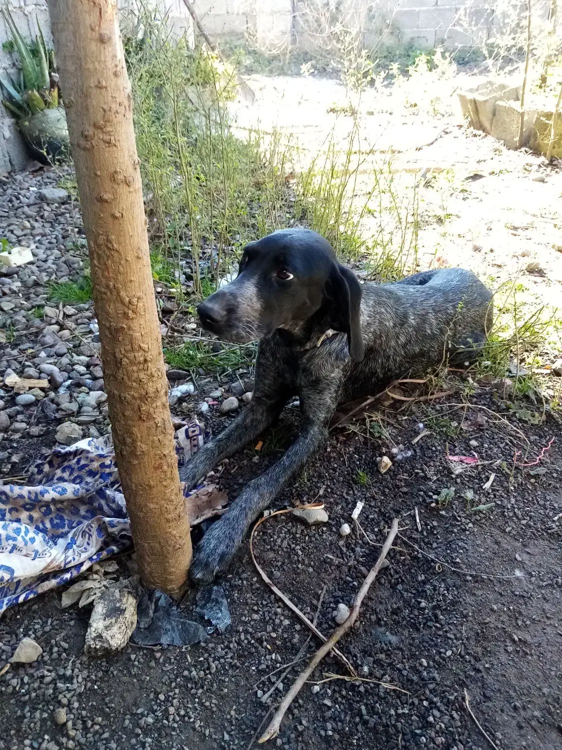 سگ شکاری|سگ|رشت, لاکان شهر|دیوار