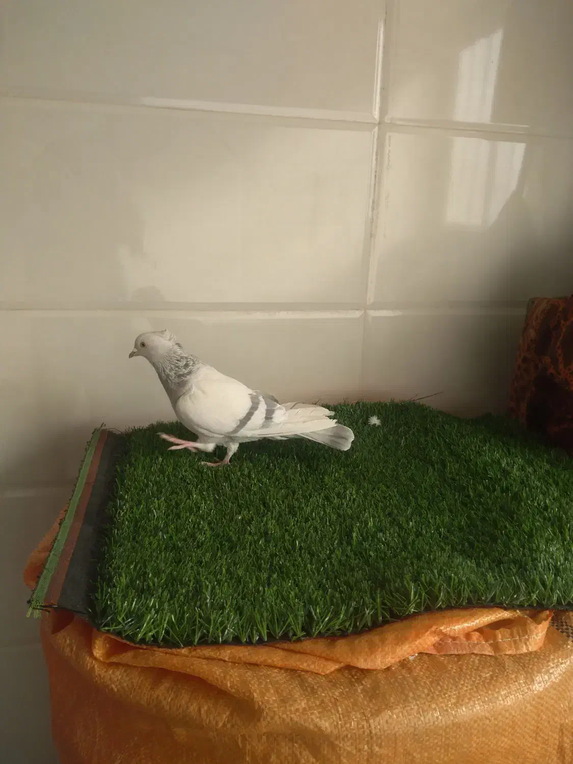 ماده سوسنی|پرنده|زرقان, |دیوار