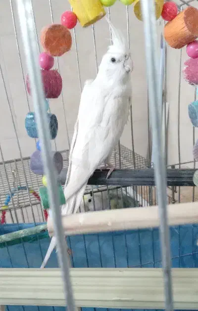 یک عدد عروس آلبینو نر معاوضه یا فروش|پرنده|اراک, |دیوار