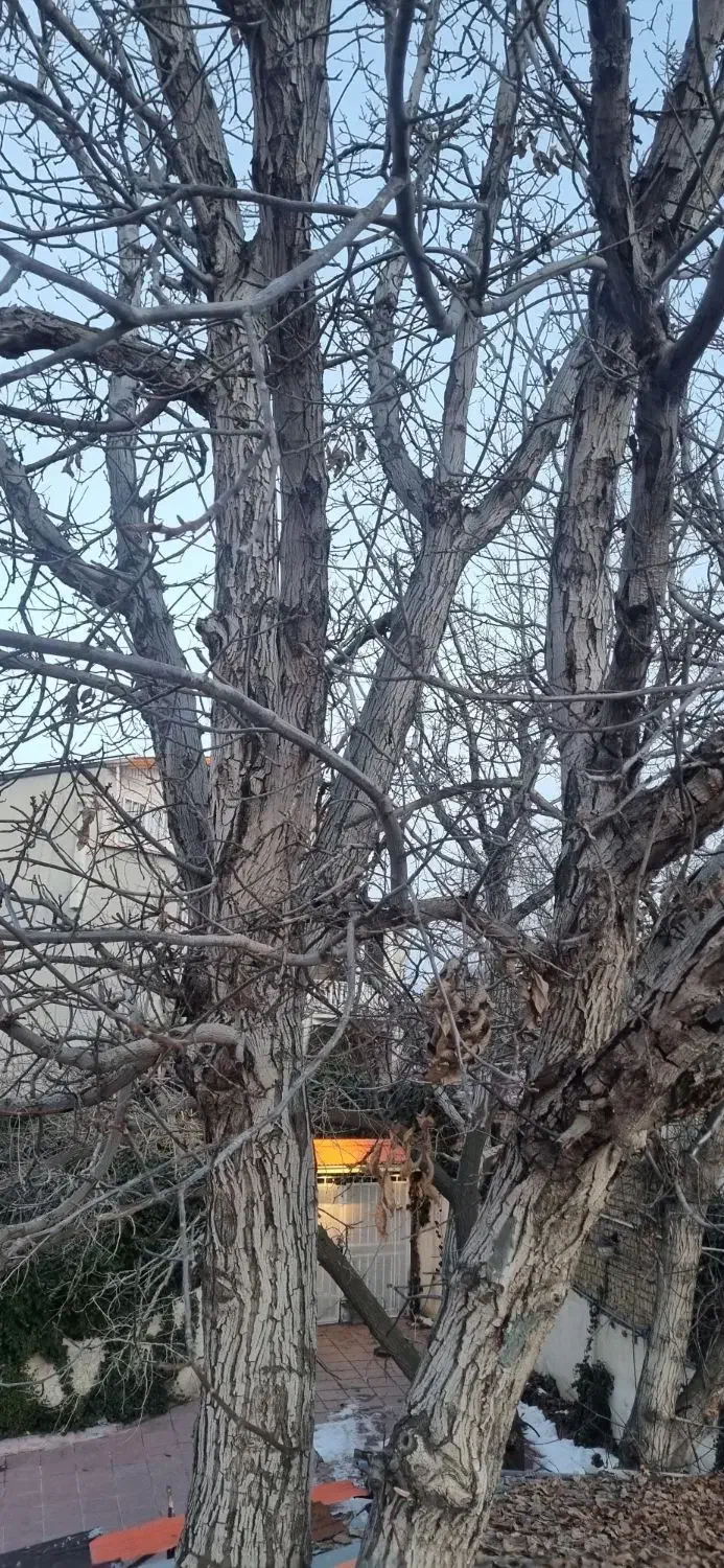 چوب بری سیار سجادی|خدمات باغبانی و درختکاری|کوهسار (البرز), |دیوار