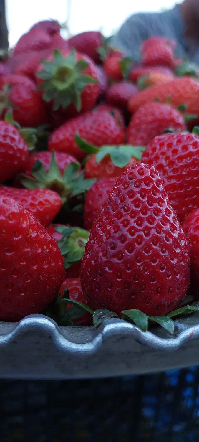 اجاره زمین برای کشت توت فرنگی|اجارهٔ دفتر صنعتی، کشاورزی، تجاری|طبقده, |دیوار