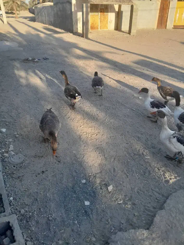 حیوانات درمزرعه|حیوانات مزرعه|میناب, |دیوار