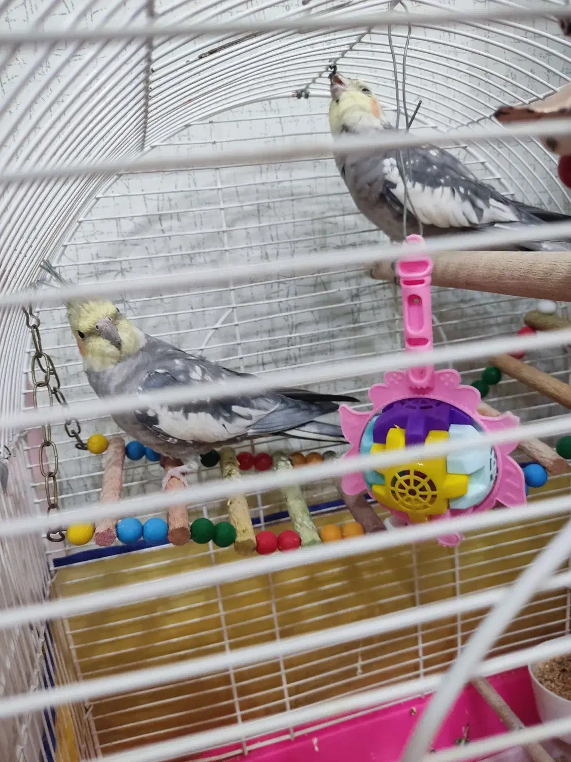 عروس هلندی|پرنده|بیجار, |دیوار