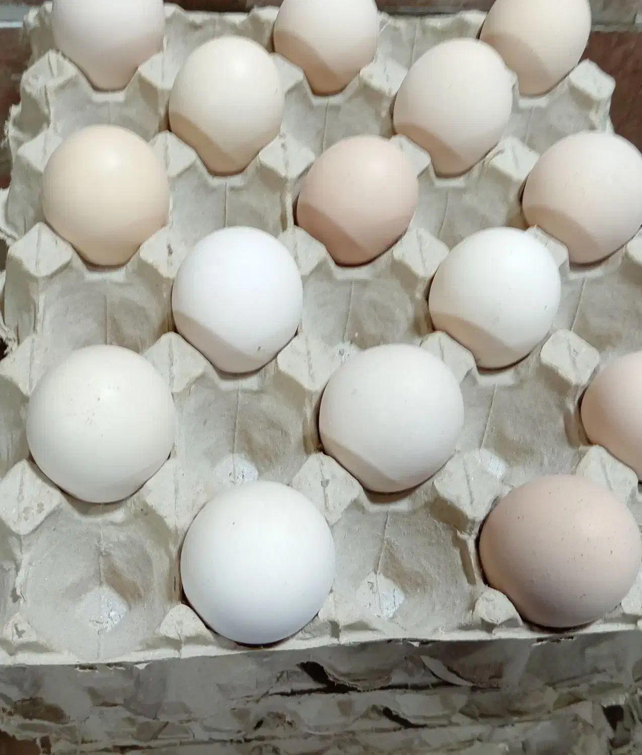 تخم مرغ محلی|حیوانات مزرعه|خوی, |دیوار