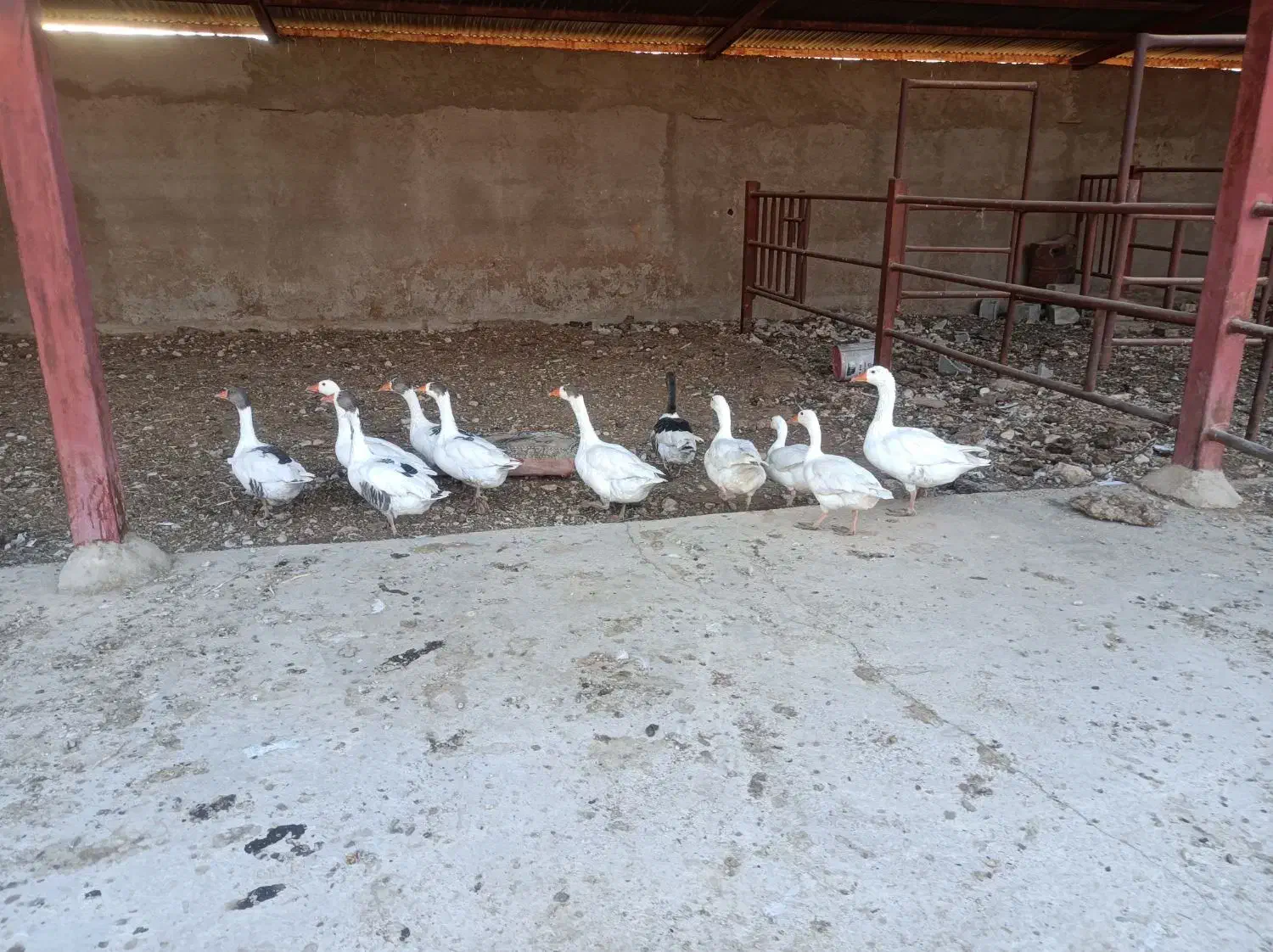 غازمحلی|حیوانات مزرعه|زرقان, |دیوار