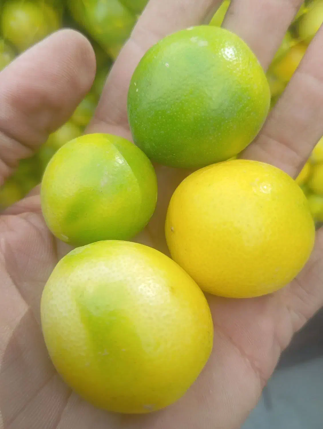 لیمو ترش لیمو آبدار|عمده‌فروشی|زارچ, |دیوار