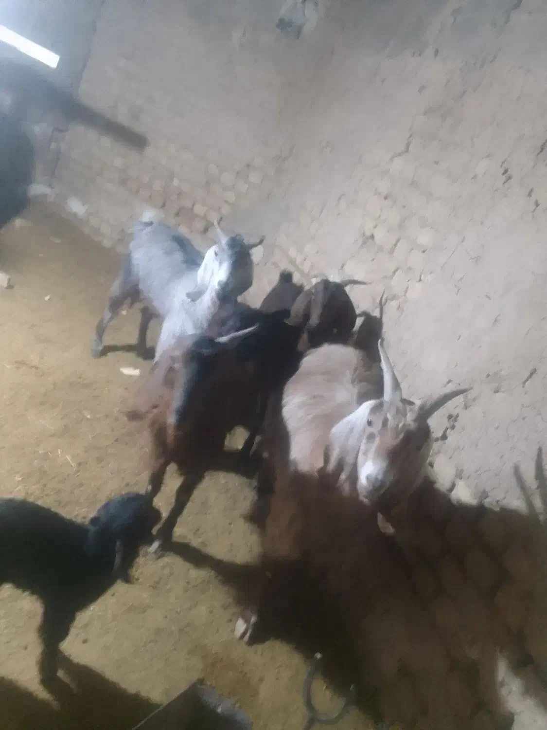 بز نژدی|حیوانات مزرعه|زرندیه, |دیوار