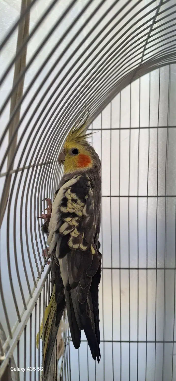 عروس هلندی مرواریدی سیامون|پرنده|چناران, |دیوار