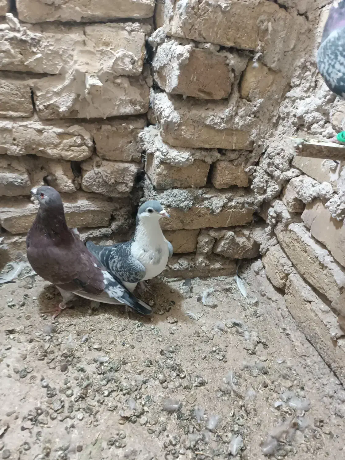 کبوتر|پرنده|مه ولات, |دیوار