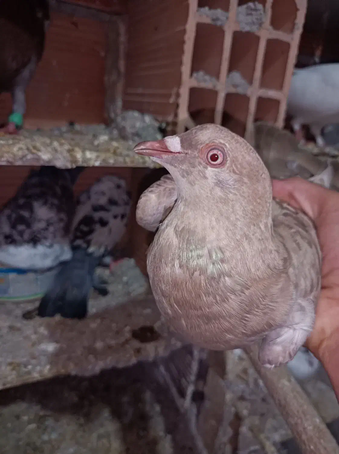 جفت سرخ پلاکی|پرنده|علیآباد کتول, |دیوار