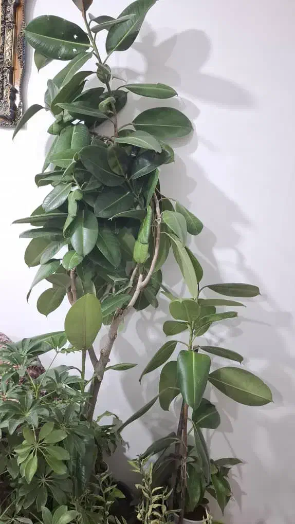 گل کائوچو|گل و گیاه طبیعی|خوی, |دیوار