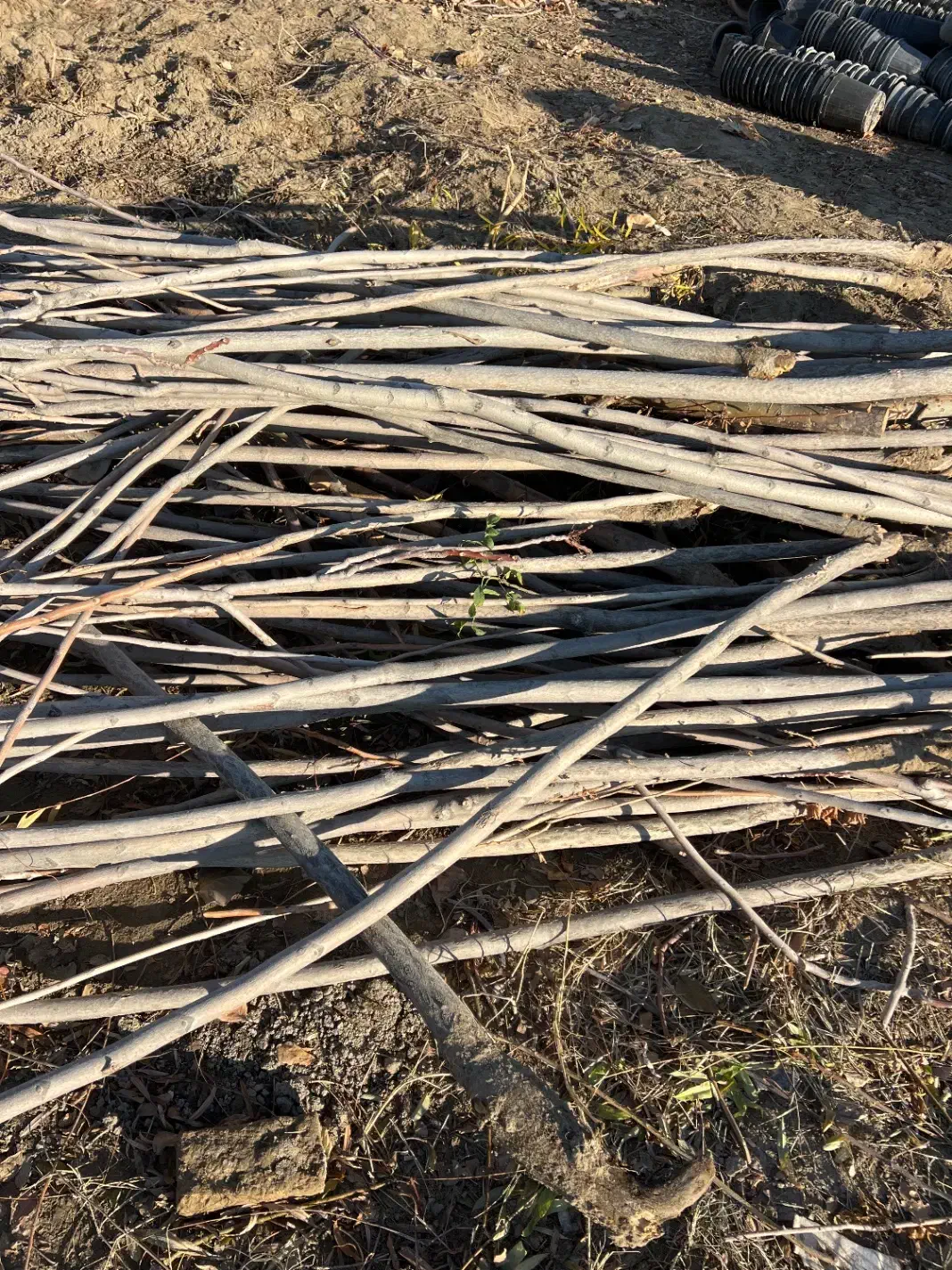 چوب صنوبر|عمدهفروشی|محمدشهر, محمدشهر|دیوار