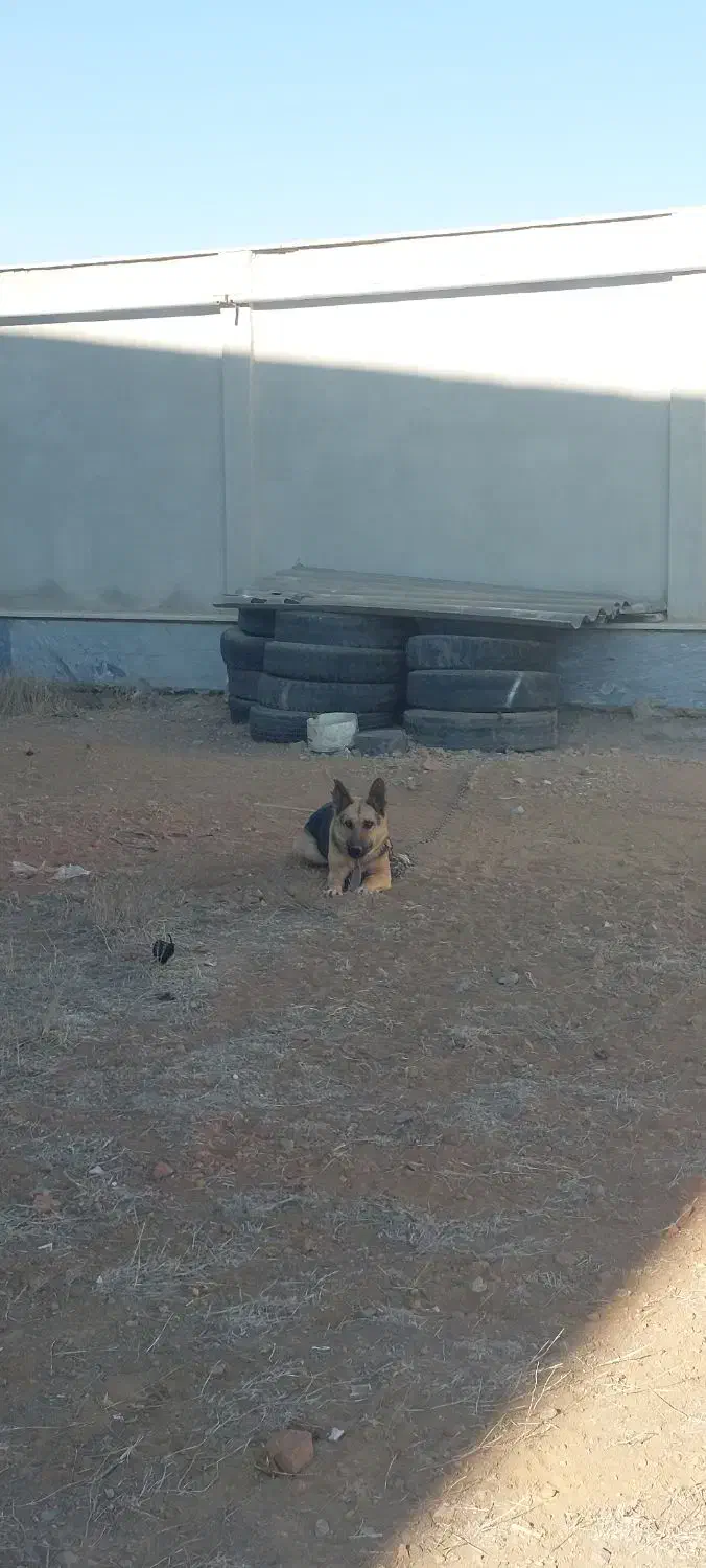 سگ ژرمن شپرد یک ساله|سگ|اردبیل, |دیوار