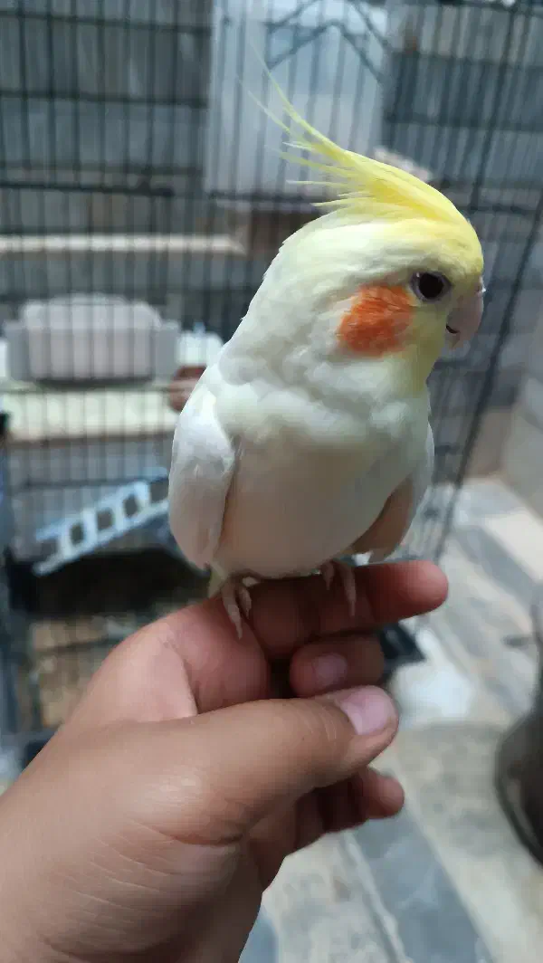 یک جفت عروس هلندی دستی|پرنده|بیرجند, |دیوار