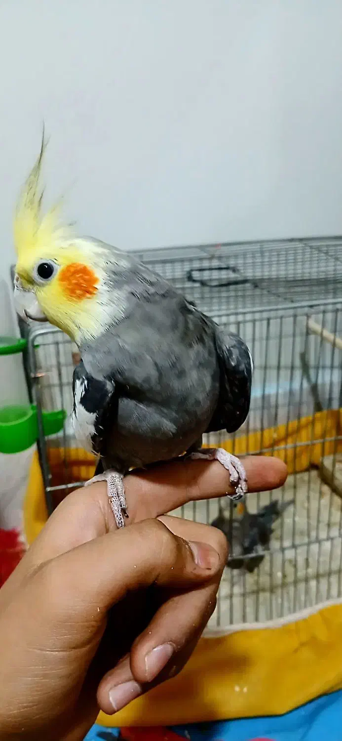 یک جفت عروس هلندی دستی مفت|پرنده|فولادشهر, B2|دیوار