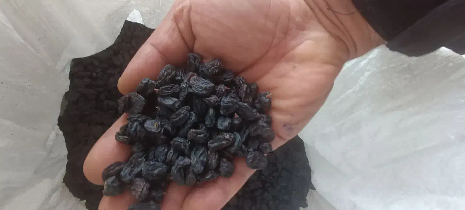 مویز ترکمن4 ممتاز،محصول باغات تاکستان،|عمدهفروشی|تاکستان, |دیوار