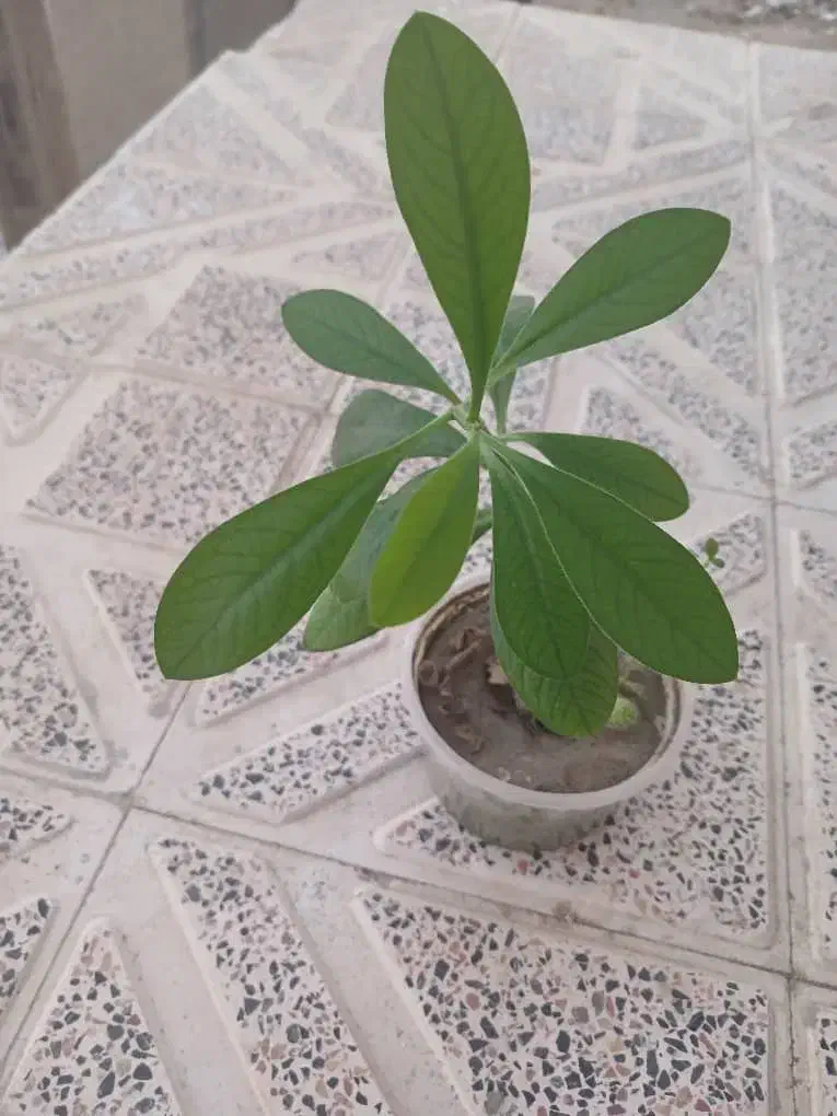 گل خانگی|گل و گیاه طبیعی|سنندج, |دیوار