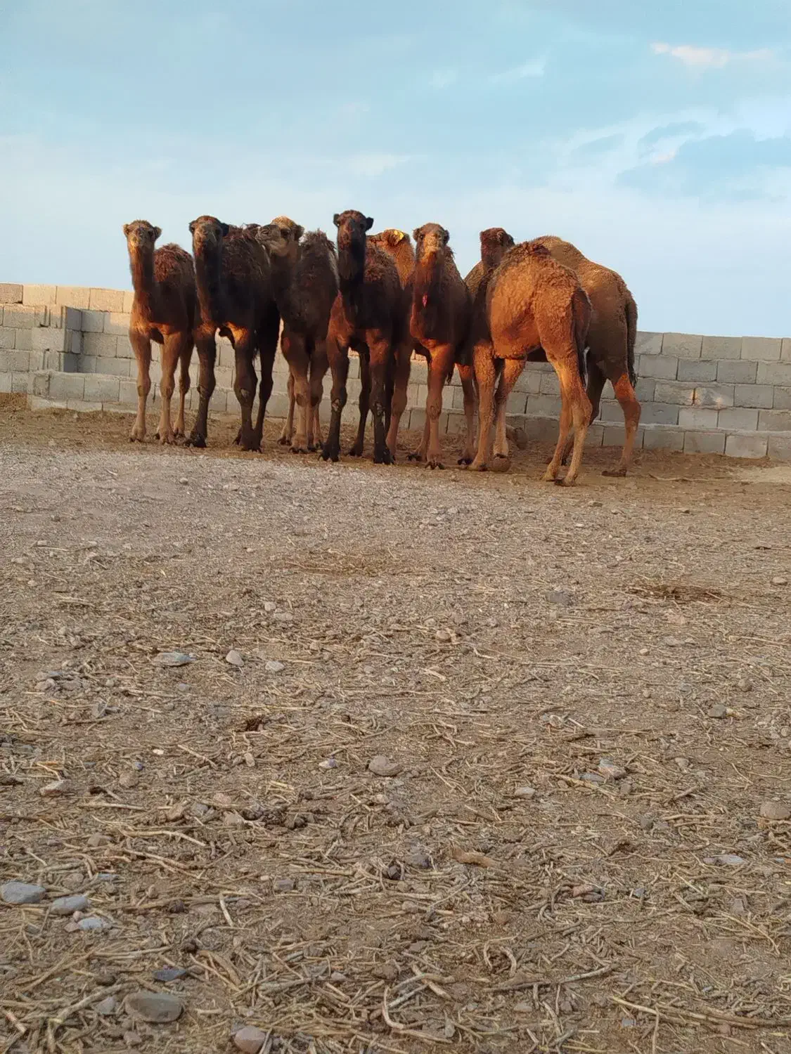 شتر|حیوانات مزرعه|طبس, |دیوار