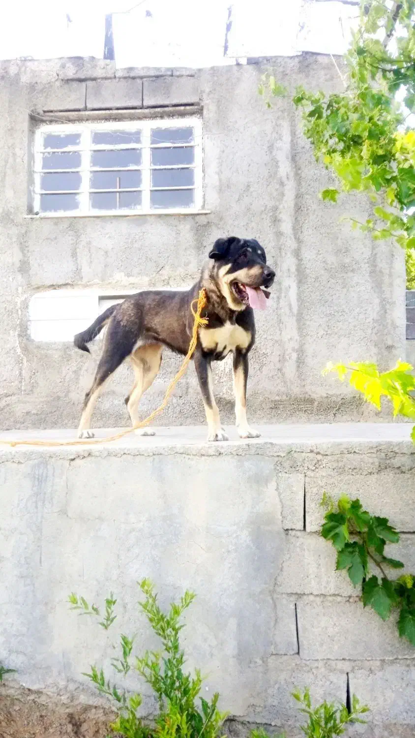 سگ گم شده|حیوانات|سنندج, |دیوار