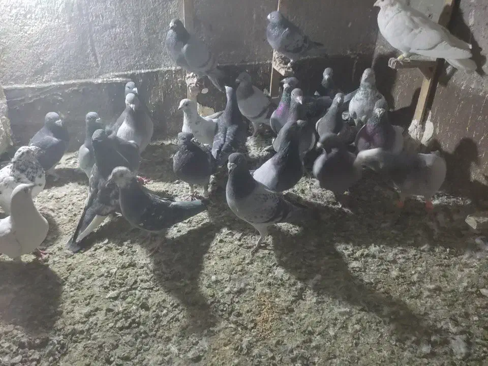 سی تا کبوتر پلاکی|پرنده|طرقبه, |دیوار