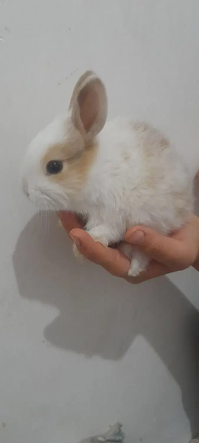 بچه خرگوش ناز و باهوش|موش و خرگوش|کاشان, مزرعه نو|دیوار