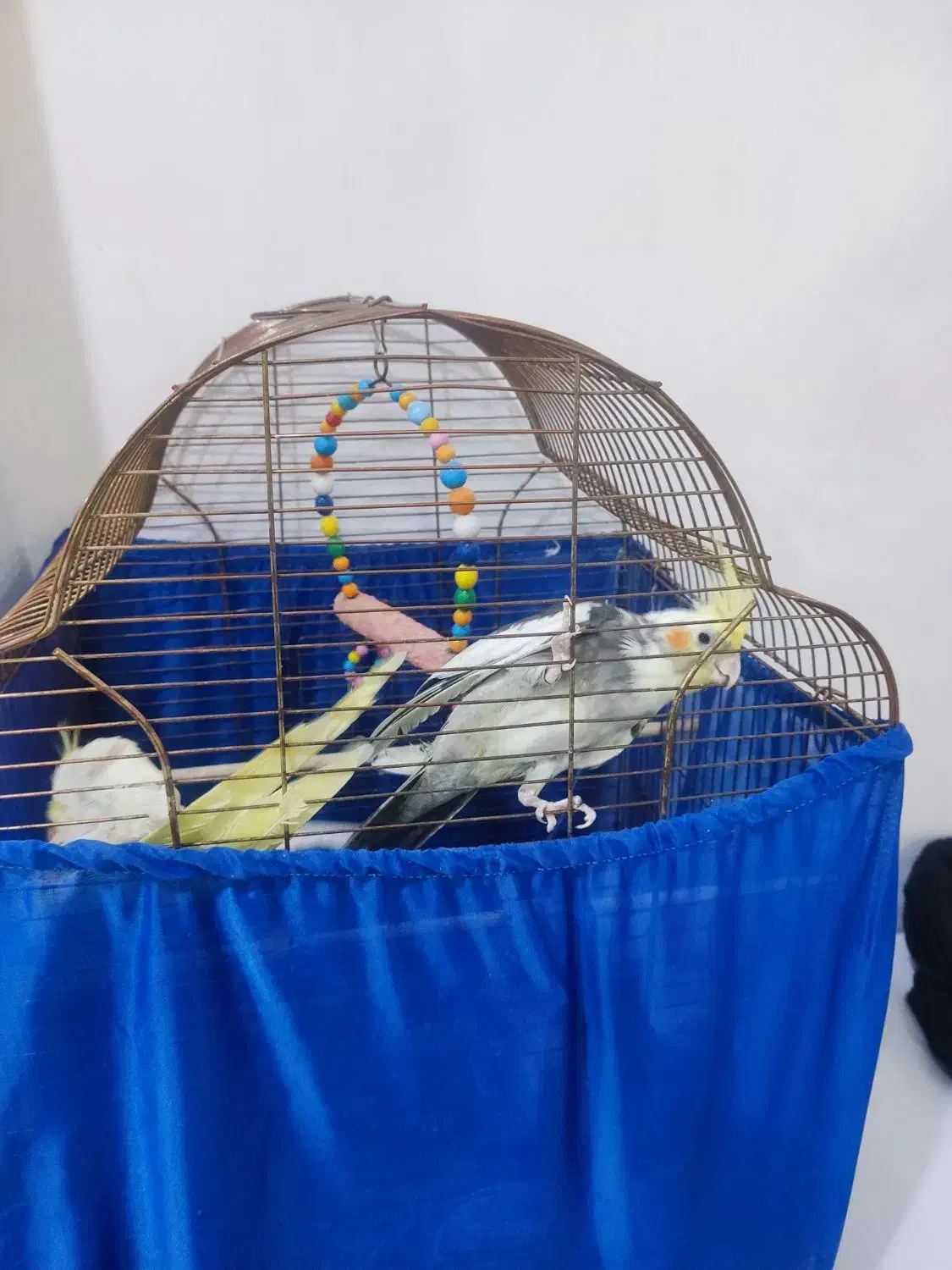 عروس هلندی دست مو|پرنده|اشنویه, |دیوار