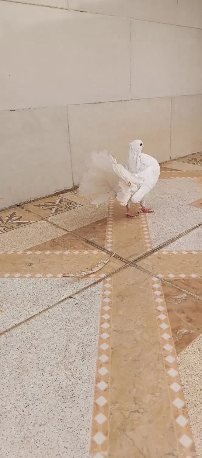 سفید دم چتری|پرنده|رامهرمز, |دیوار