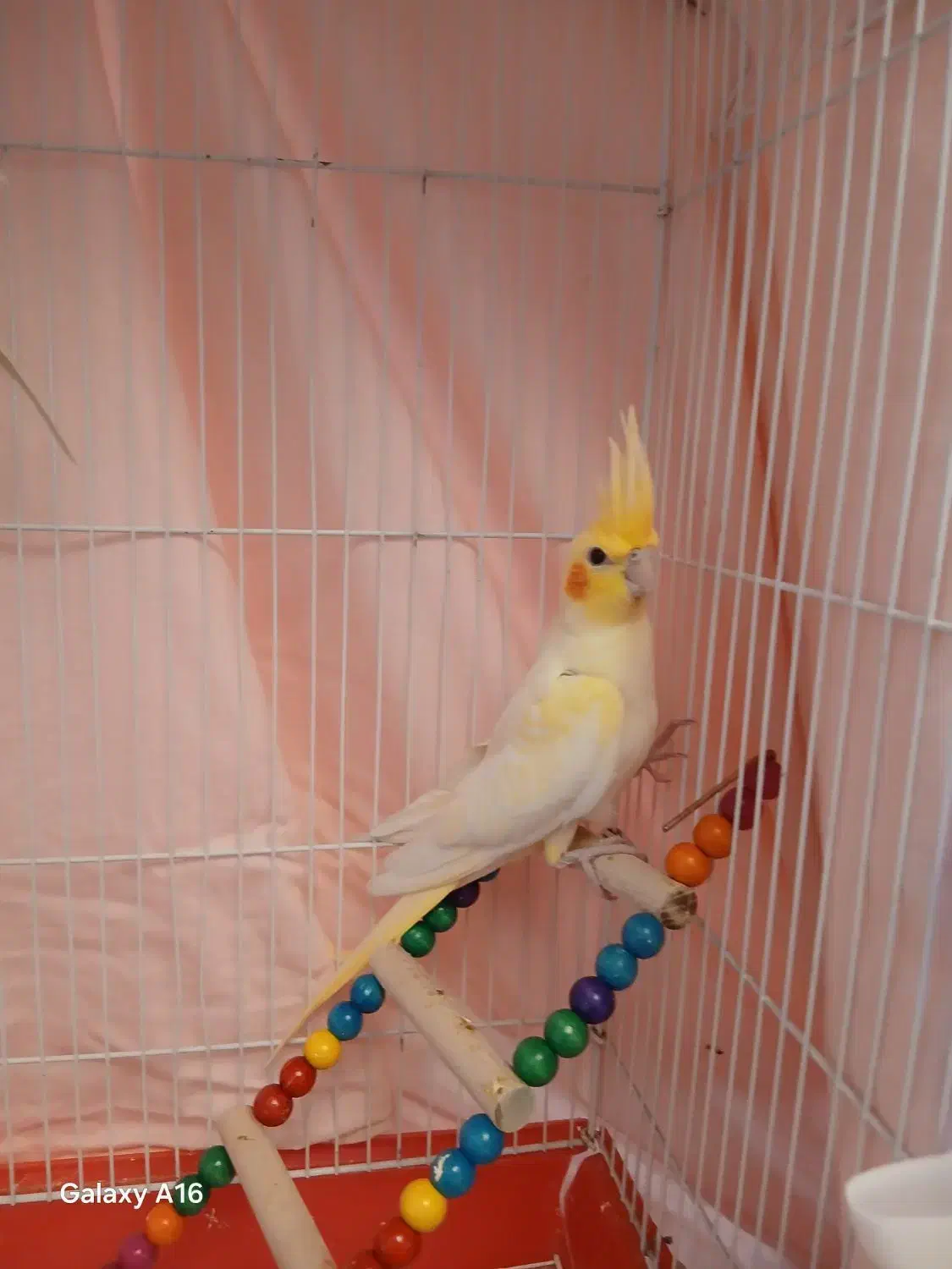 ۳عددعروس هلندی لیتونو|پرنده|پردیس, فاز ۸|دیوار