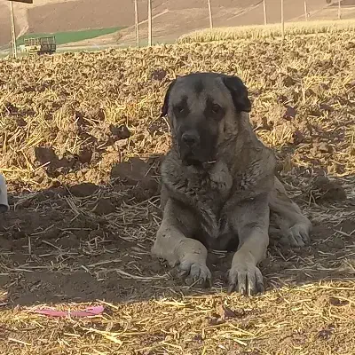 سگ پژدر|سگ|لاجان, |دیوار