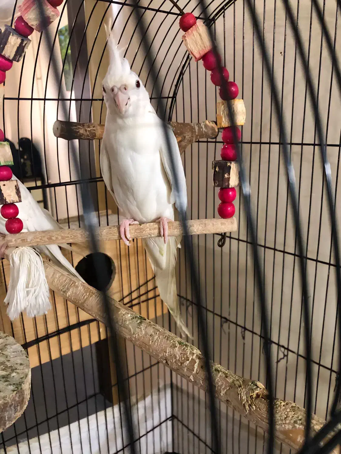 جفت عروس آلبینو|پرنده|رشت, رودباری|دیوار